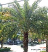 以美丽针葵寓意为主题 美丽针葵——花海中的希望