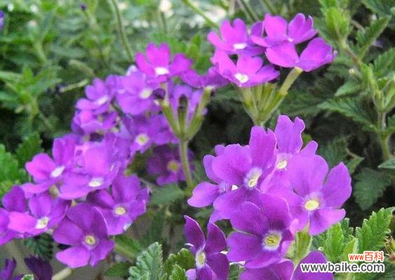 探寻美女樱的花语 美女樱的花语