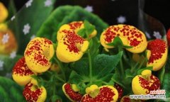 梦幻绵柔 绵毛水苏的花语——寄托柔情