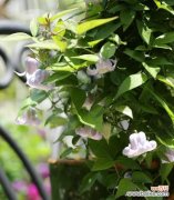 揭开苗龄的神秘面纱 苗龄及其意义