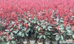 探索苗木全冠对生态环境的影响与应用 苗木全冠的特点与意义