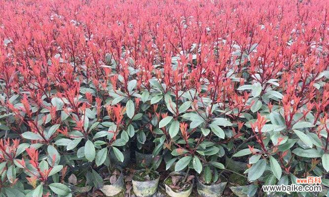 探索苗木全冠对生态环境的影响与应用 苗木全冠的特点与意义