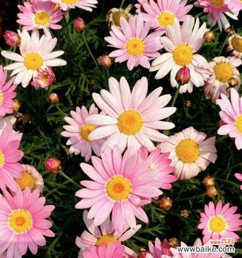 春菊的花语与传说 以木春菊