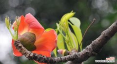 探索木棉花的神秘花语 木棉花的花语