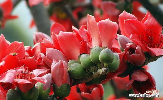 探索木棉花的象征意义与文化寓意 木棉花的寓意与象征