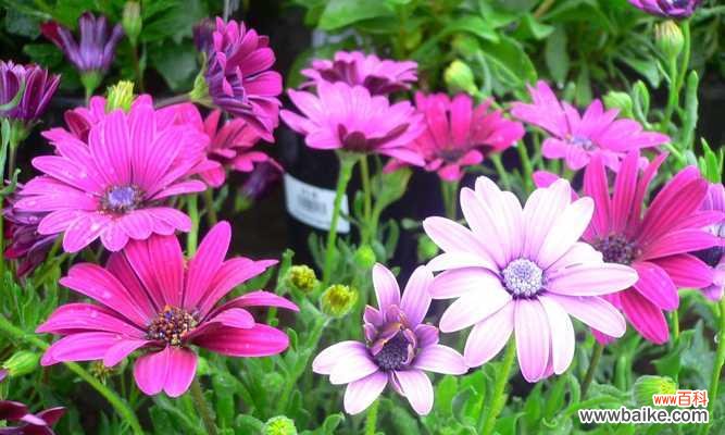 探索木春菊的象征意义及其对人们的启发 以木春菊的寓意与人生启示