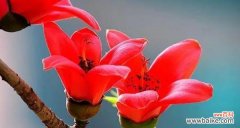 探寻木棉花所代表的精神力量 木棉花