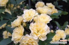 传递温暖与平静的花语 木香花的花语