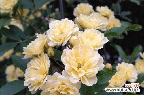 传递温暖与平静的花语 木香花的花语