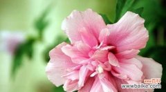 用木槿花语传递真挚情感 木槿花语