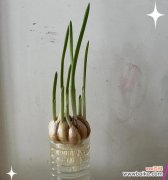 蒜养水的花语代表什么？如何进行水培？