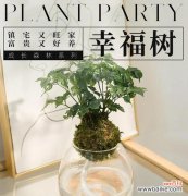 小幸福树的花语是什么？如何保持健康？