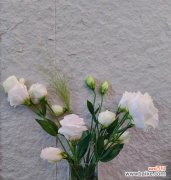 绿梗桔的花语有哪些？如何进行修剪？