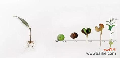 假臭草的花语是什么?它的繁殖方法是什么?