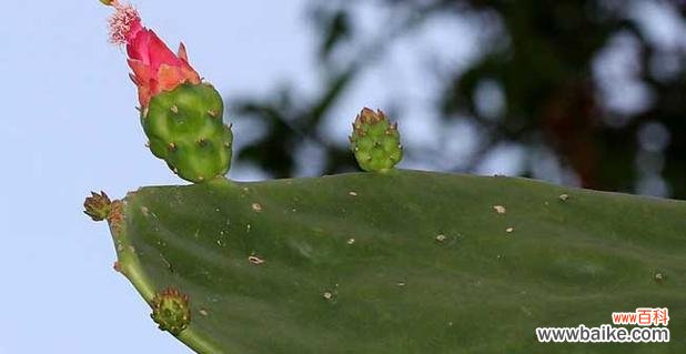 假臭草的花语是什么?它的繁殖方法是什么?
