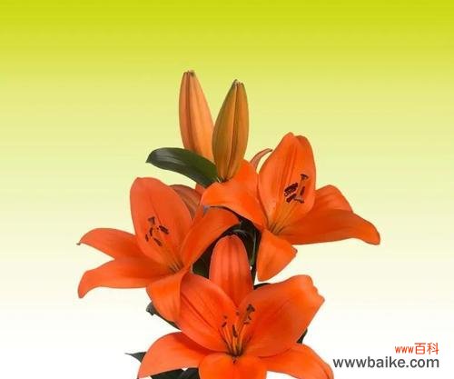 亚洲百合的花语有哪些？如何进行养护？