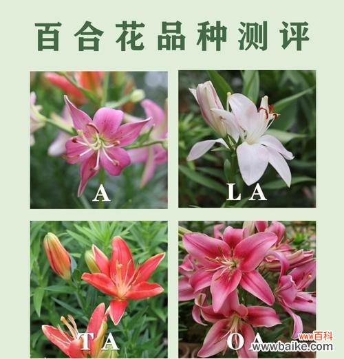 亚洲百合的花语有哪些？如何进行养护？