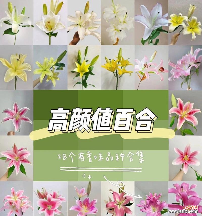 亚洲百合的花语有哪些？如何进行养护？