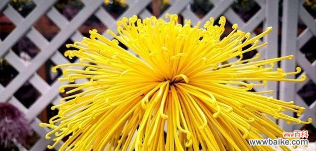 大黄菊花的花语是什么?它的象征意义是什么?