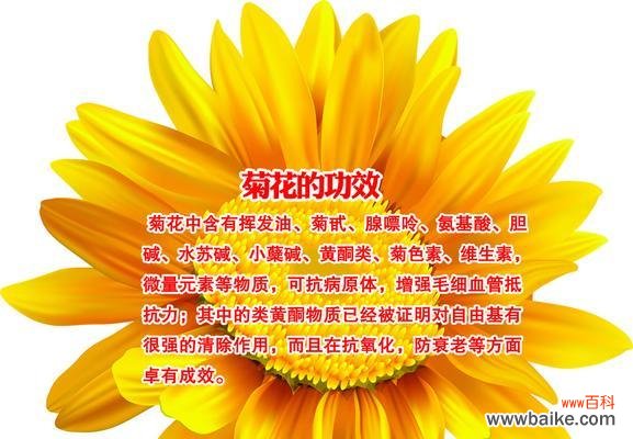 大黄菊花的花语是什么?它的象征意义是什么?