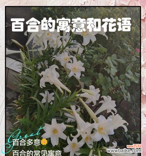 百合花的伤感花语是什么?如何表达哀思?