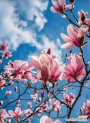 绿玉兰花的花语是什么？它象征着什么？