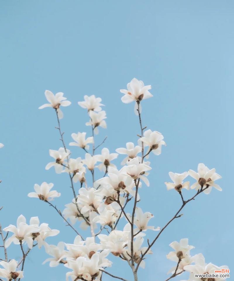 绿玉兰花的花语是什么？它象征着什么？