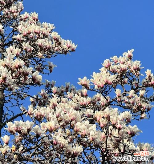 绿玉兰花的花语是什么？它象征着什么？