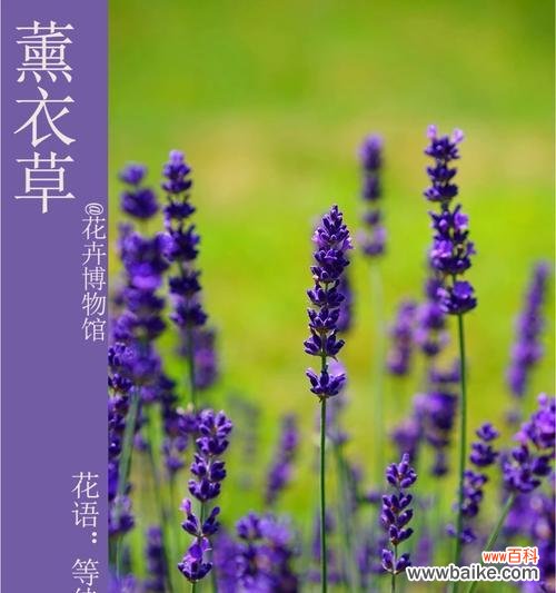 四季芳香植物的花语有哪些?它们各自代表什么?