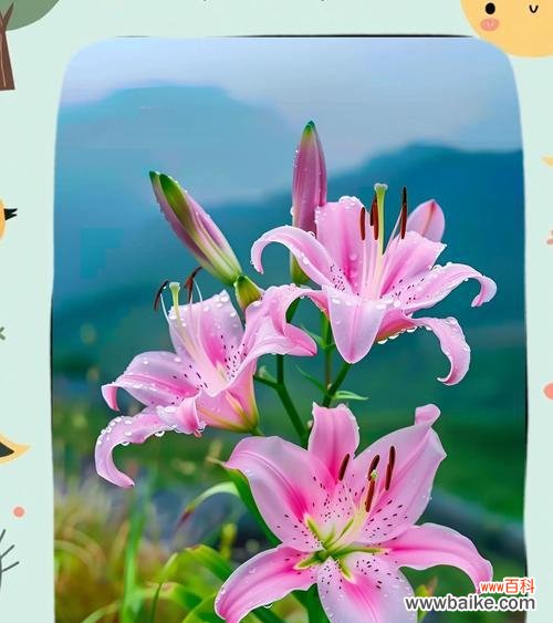 四季芳香植物的花语有哪些?它们各自代表什么?