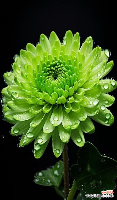 瑞白菊花的花语是什么?它在花语中代表什么?