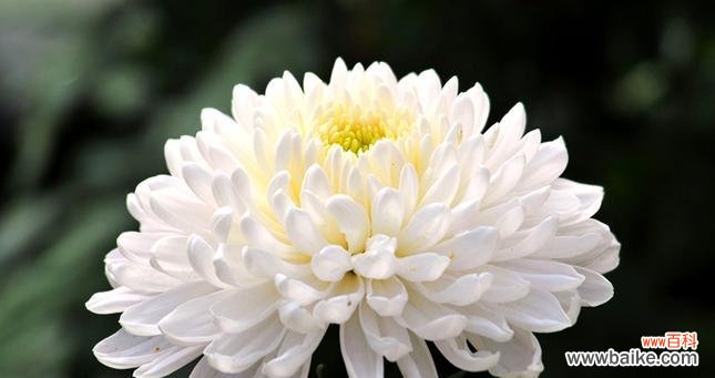 瑞白菊花的花语是什么?它在花语中代表什么?