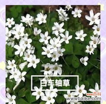百车轴草的花语是什么？它在植物花语中扮演什么角色？