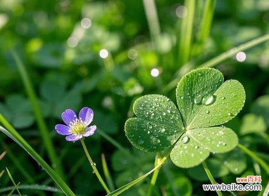 红三叶草的花语是什么？它象征着什么？