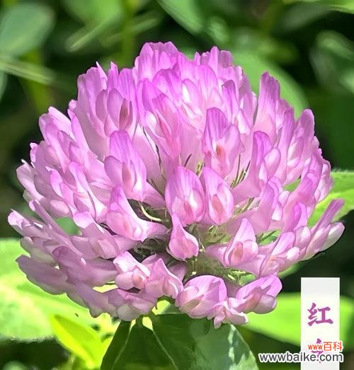 红三叶草的花语是什么？它象征着什么？