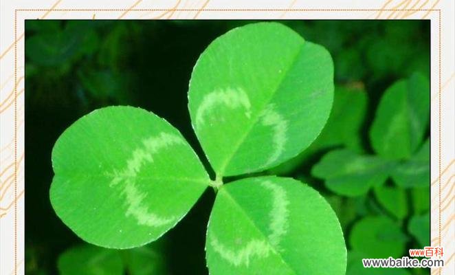 红三叶草的花语是什么？它象征着什么？