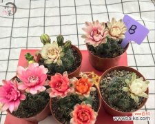 揭示仙人球开花的含义及象征意义 仙人球开花