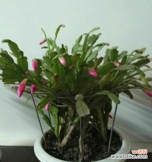 探秘仙人指花的内涵和代表意义 仙人指花的寓意与象征