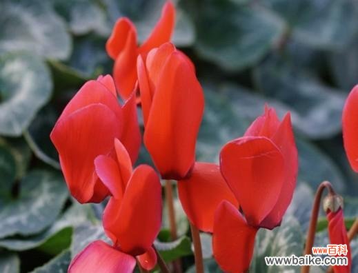 探索仙客来花语的深层意义和祝福之道 仙客来花语和寓意之美丽与祝福