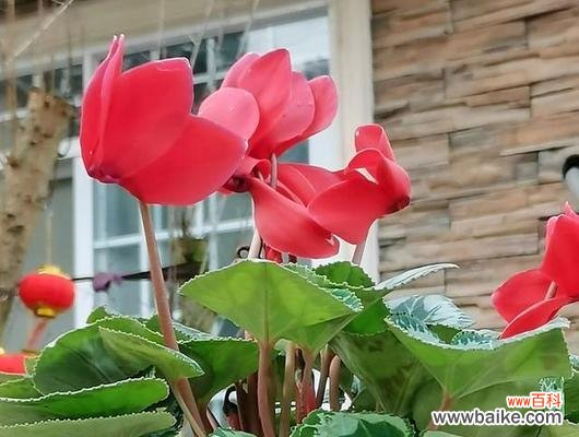 探寻花朵背后的心语 仙客来的花语及含义