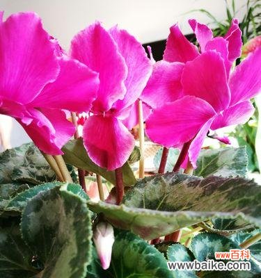 探寻花朵背后的心语 仙客来的花语及含义