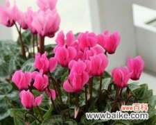 传递生命与希望的仙鹤花及其花语 仙鹤花之美——寓意与象征