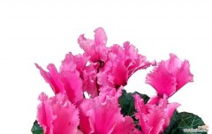 热情好客的花朵，性格内向的寓意 以仙客来花语和寓意