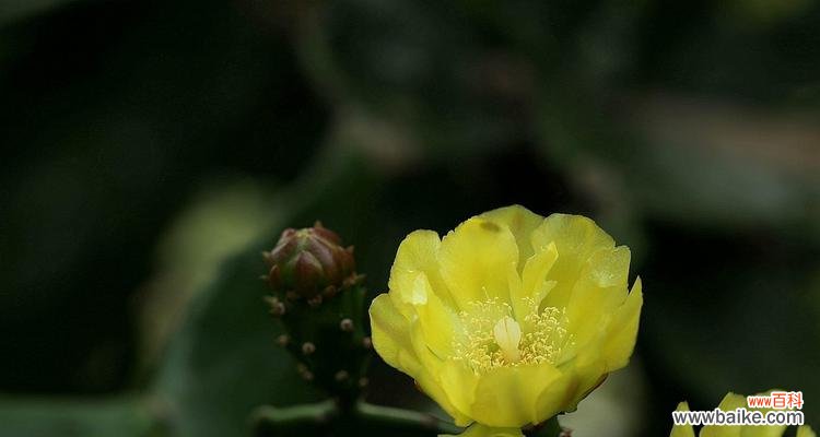 探索仙人掌作为生肖的寓意及特点 仙人掌生肖的象征意义