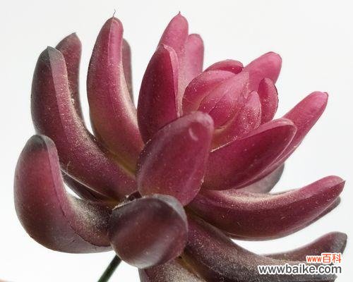 仙人指的花语与寓意 花开仙人指,情意莫相忘