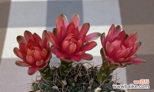 揭示仙人掌开花所蕴含的寓意和象征 仙人掌开花的预示与意义