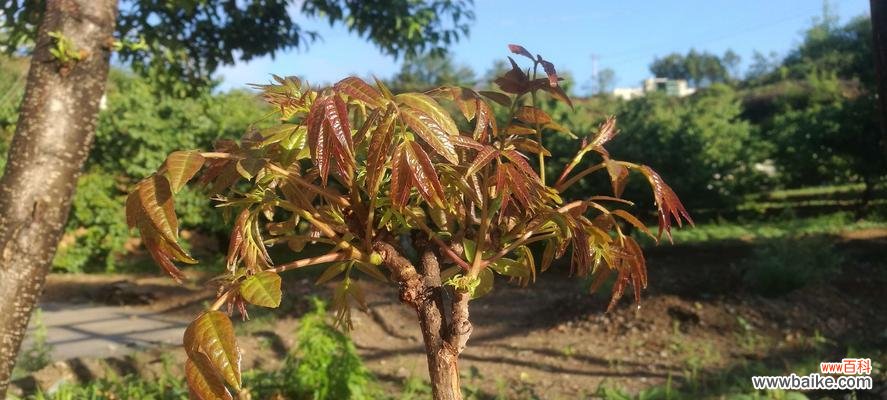 解读香椿树开花的象征与寓意 香椿树开花的意义