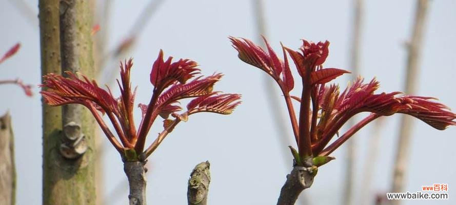 解读香椿树开花的象征与寓意 香椿树开花的意义