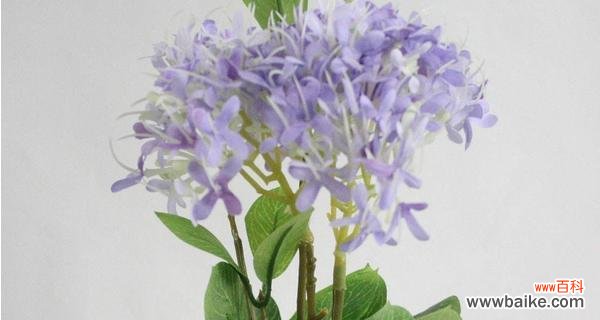 七叶树花 七叶树花的花语与寓意