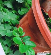 探索植物繁殖的神奇之道 扦插苗